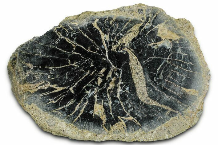 Polished Petrified Wood Limb Round - Indonesia #329222